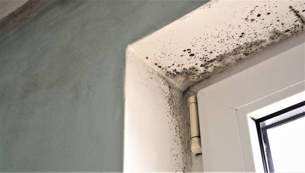 Best Post-Construction Mold Inspection  in Vista, CA