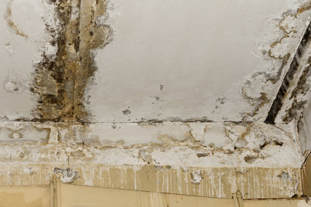 Best HVAC Mold Inspection and Cleaning  in Vista, CA
