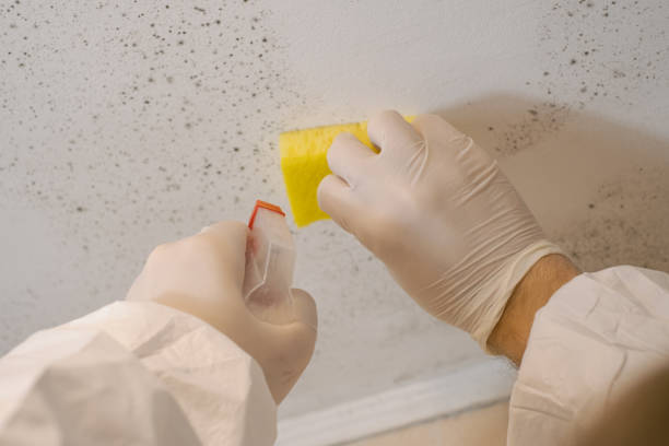 Best Water Damage & Mold Remediation  in Vista, CA