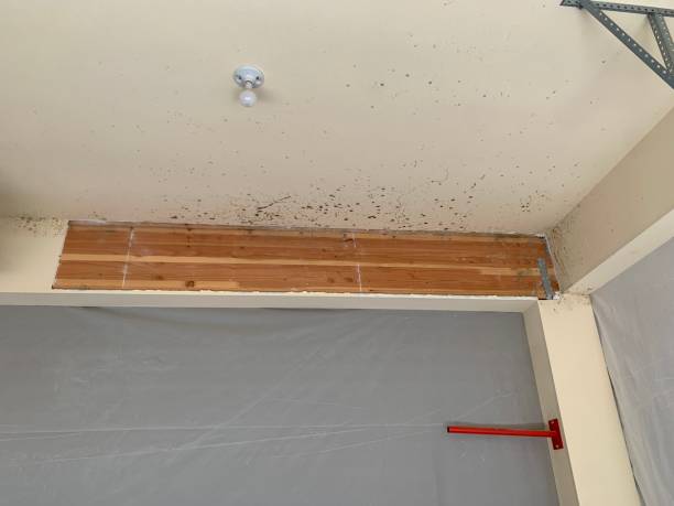 Best Commercial Mold Inspection  in Vista, CA